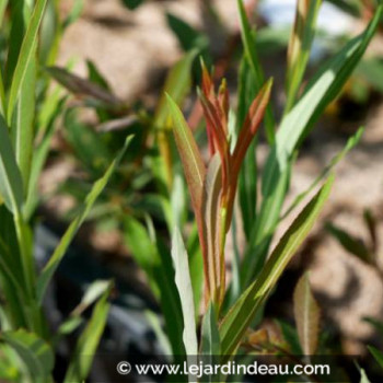 SALIX koriyanagi