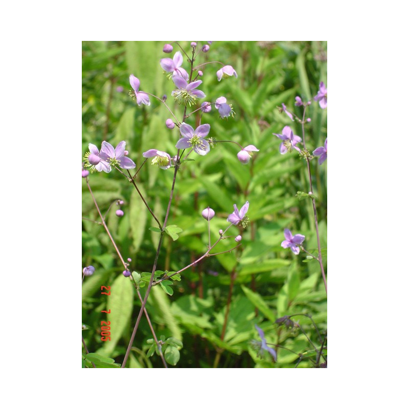 THALICTRUM rochebrunianum