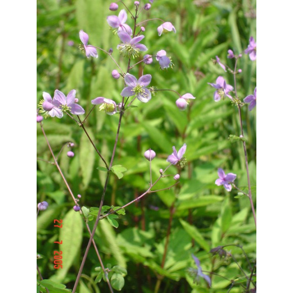 THALICTRUM rochebrunianum