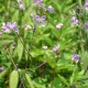 THALICTRUM rochebrunianum