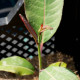 SALIX magnifica