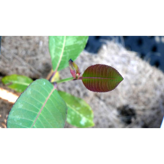 SALIX magnifica