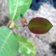SALIX magnifica