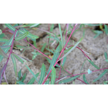 SALIX purpurea \'Nancy Saunders\'