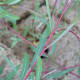 SALIX purpurea 'Nancy Saunders'