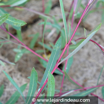 SALIX purpurea &#039;Nancy Saunders&#039;