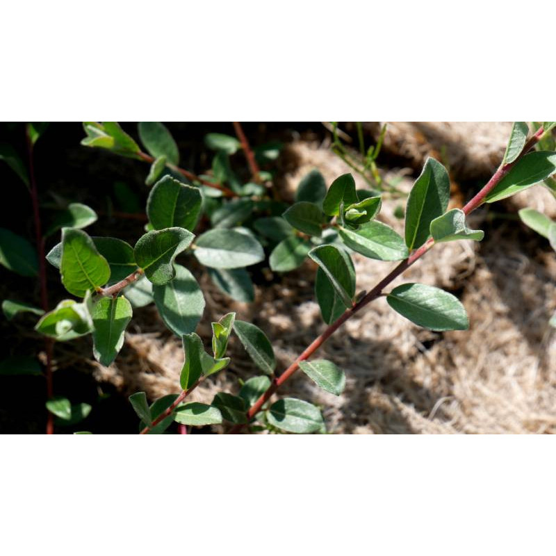 SALIX repens 'Nitida'