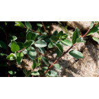 SALIX repens 'Nitida'