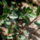 SALIX repens 'Nitida'