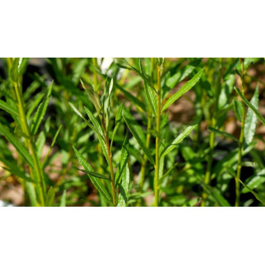 SALIX triandra