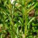 SALIX triandra