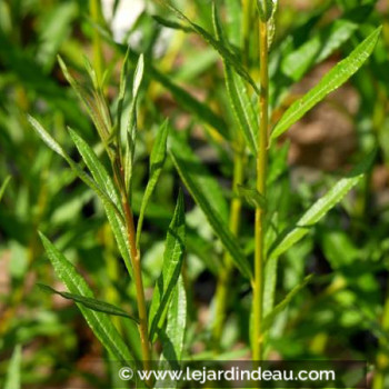 SALIX triandra