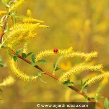 SALIX triandra