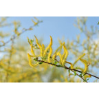 SALIX triandra 'Semperflorens'