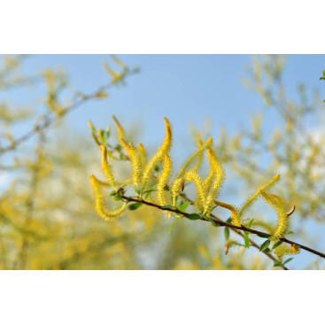 SALIX triandra \'Semperflorens\'