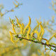 SALIX triandra 'Semperflorens'