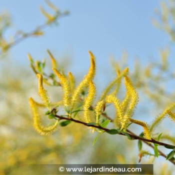 SALIX triandra &#039;Semperflorens&#039;