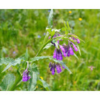 SYMPHYTUM officinalis 'Purpureum'