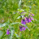 SYMPHYTUM officinalis 'Purpureum'