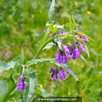 SYMPHYTUM officinalis &#039;Purpureum&#039;