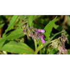 SYMPHYTUM officinale