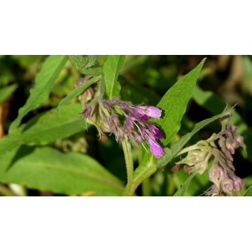SYMPHYTUM officinale