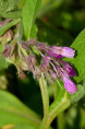 SYMPHYTUM officinale