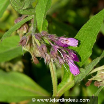 SYMPHYTUM officinale