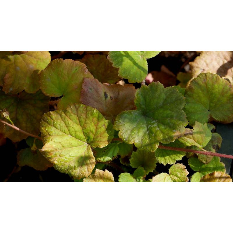 TELLIMA grandiflora