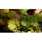 TELLIMA grandiflora