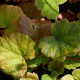 TELLIMA grandiflora