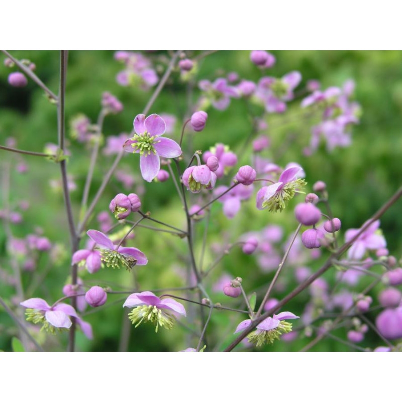 THALICTRUM rochebrunianum