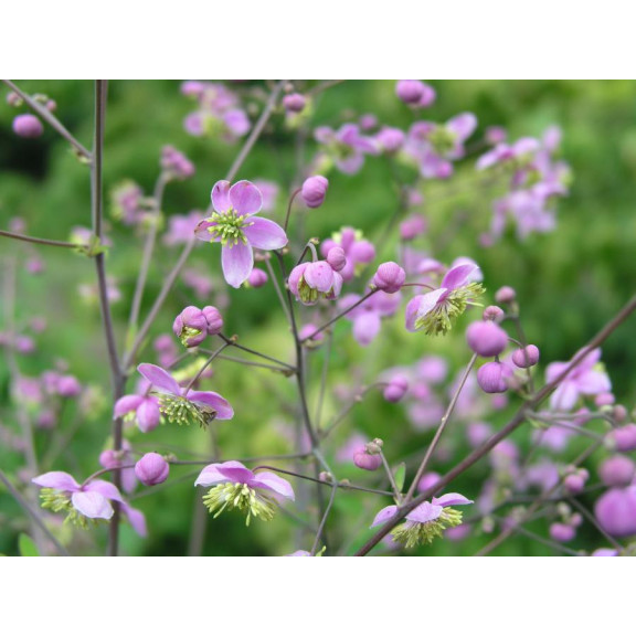 THALICTRUM rochebrunianum