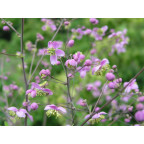 THALICTRUM rochebrunianum