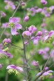 THALICTRUM rochebrunianum