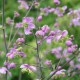 THALICTRUM rochebrunianum