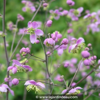 THALICTRUM rochebrunianum