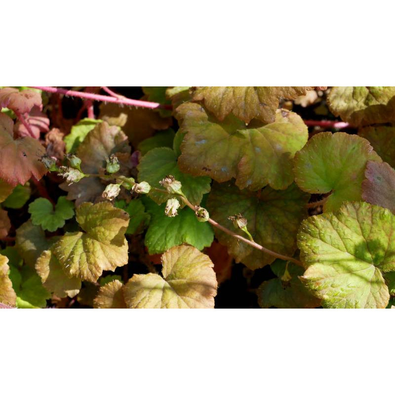TELLIMA grandiflora