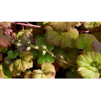 TELLIMA grandiflora