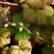 TELLIMA grandiflora