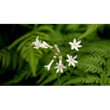 TULBAGHIA violacea \'Alba\'