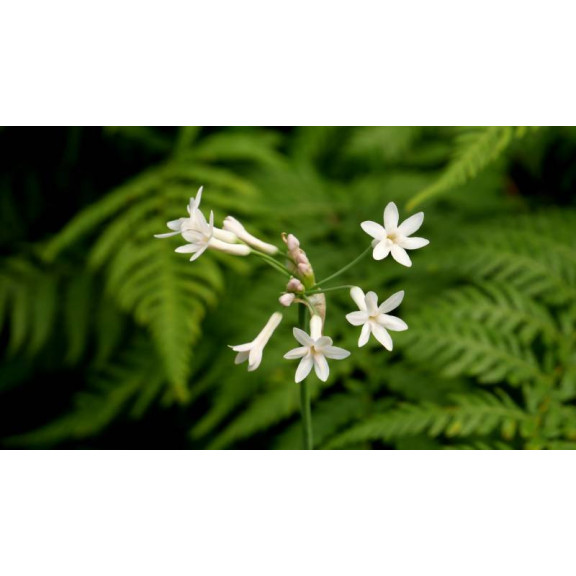 TULBAGHIA violacea 'Alba'