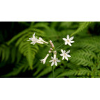 TULBAGHIA violacea 'Alba'