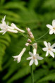 TULBAGHIA violacea 'Alba'