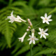 TULBAGHIA violacea 'Alba'
