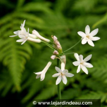 TULBAGHIA violacea &#039;Alba&#039;