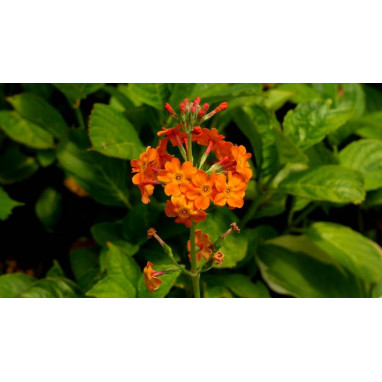 PRIMULA x bulleesiana