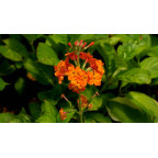 PRIMULA x bulleesiana
