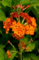 PRIMULA x bulleesiana