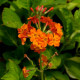PRIMULA x bulleesiana